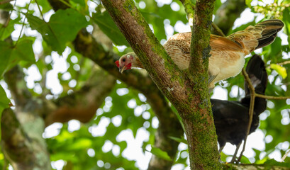 Fototapeta premium feral chicken in the wild in tree