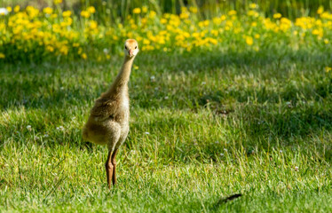 young baby sandhill crane chick with mother