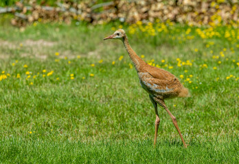 young baby sandhill crane chick with mother