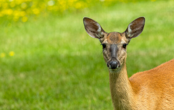 white tailed doe deer close up