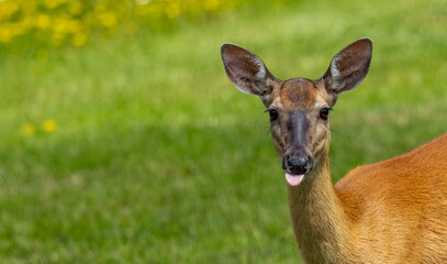 white tailed doe deer close up