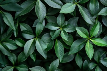 Obraz premium Lush green foliage background texture of vibrant leaves.