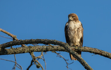 juvenile Cooper's hawk perched on branch