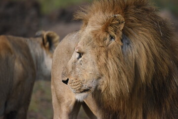 male lion in the wild