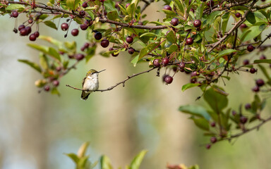 ruby throated hummingbird in crabapple tree
