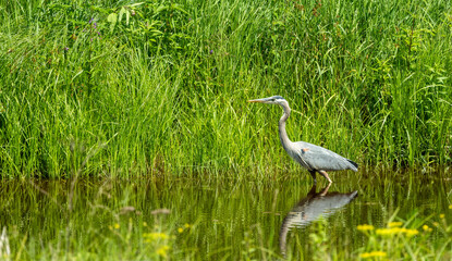 great blue heron fishing on river