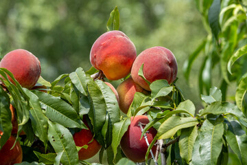 fresh peaches in farm orchard 