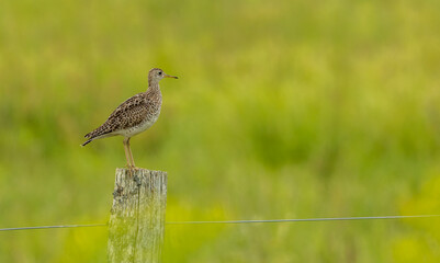 upland sandpiper perched on fence post