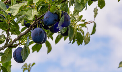 purple plumb tree in orchard 