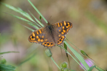 Speckled Wood butterfly, Pararge aegeria
