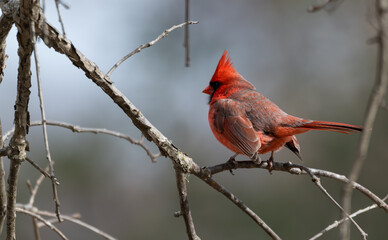 Male northern cardinal perched on a tree branch.