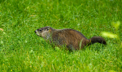 cute marmot woodchuck in tall grass
