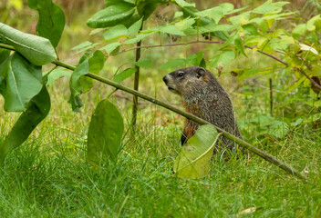 cute marmot woodchuck in tall grass