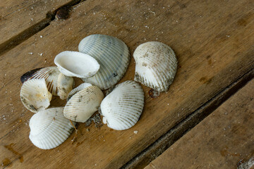 clam shells on a wooden board