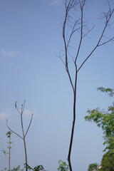Blue sky during the day with dry tree trunks and tree leaves