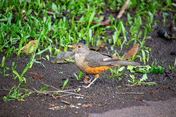 Fototapeta premium Sabiá-laranjeira. Ave