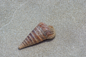 conical sea snails shell on beach sands