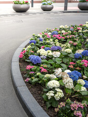 Flower bed with a variety of flowers including pink, blue, and white