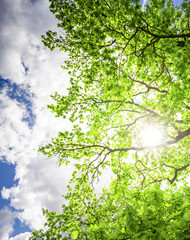 Tree with leaves is in the sun