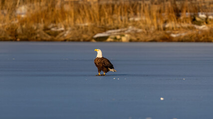 american bald eagle