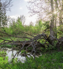 Tree branch has fallen into a pond, creating ripples in the water