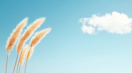 Soft golden grass swaying gently under a clear blue sky with a single fluffy cloud above