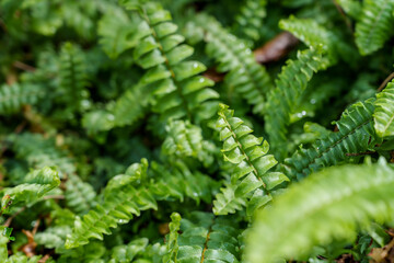 Close-up photo of green fresh fern (Austroblechnum penna-marina) leaves