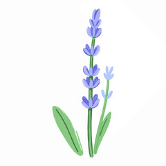 Illustration of a Lavender Plant with Purple Flowers and Green Stems, A Classic Symbol of Relaxation