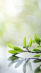 Fresh willow branch on wood, symbolizing renewal and tranquility during Qingming Festival.
