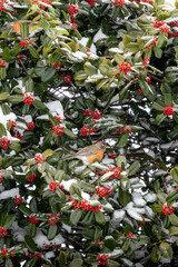 Birds Sitting in a Snow Covered Holly Tree 