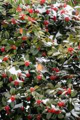 Birds Sitting in a Snow Covered Holly Tree 
