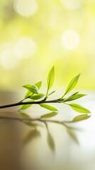 Obraz premium Fresh willow branch on wood, symbolizing renewal and tranquility during Qingming Festival. 