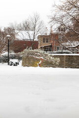 Trees in a Snow Covered Park