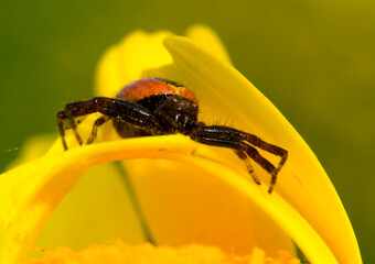Natural closeup on the Napoleon spider, Synaema globosum, sitting in a yellow flower