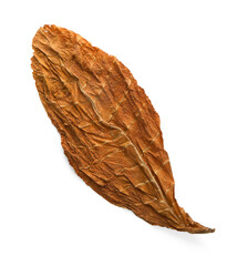 Dried tobacco leaf isolated on white, top view