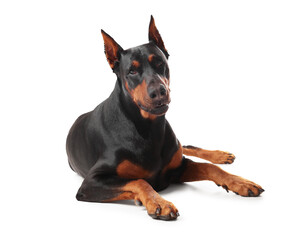 Adorable Doberman on white background. Domestic pet