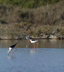 Black-winged Stilt (Himantopus himantopus).Stintino, salt pan lagoons. Sardinia. Italy