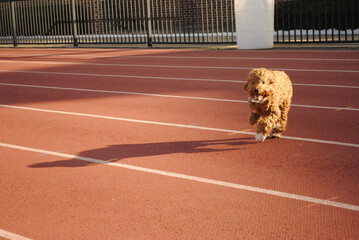 dog on the run
