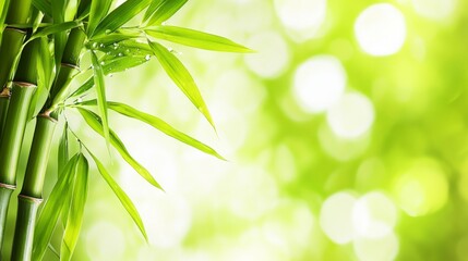 Obraz premium Vibrant bamboo leaf with dewdrops, soft sunlight, blurred flowers, embodying summer's refreshing simplicity. 
