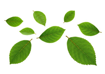 Fototapeta premium A variety of leaves floating mid-air with natural veins and deep green hues, drifting with a subtle breeze effect, isolated on a transparent background.