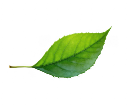 A single vibrant green leaf with visible natural veins, caught mid-air transitioning from left to right, isolated on a transparent background, with a subtle reflection beneath it.