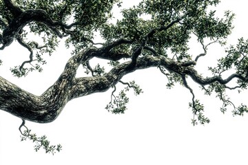 Low angle view of a large tree branch