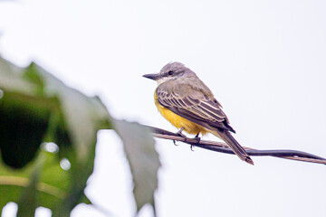 The melancholic tyrant is a species of passerine bird in the Tyrannidae family, belonging to the Tyrannus genus. It is native to tropical America and is distributed from the southern United States