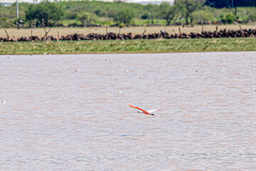 The roseate spoonbill or sibiya is a species of pelecaniform bird of the family Threskiornithidae that inhabits the wetlands between the southern United States and South America. Like other Platalea, 