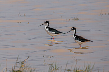 The black-necked stilt is a species of bird in the Charadriiformes family Recurvirostridae native to America.