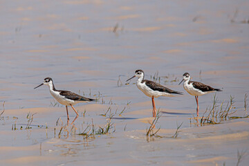 The black-necked stilt is a species of bird in the Charadriiformes family Recurvirostridae native to America.