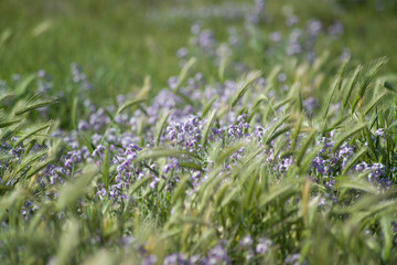 Flowering Three-horned Stock (Matthiola tricuspidata). Sardinia, Italy.