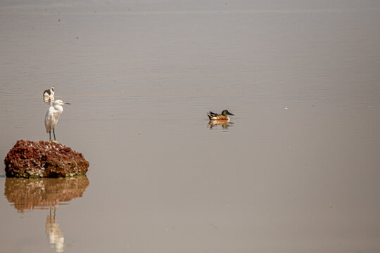 El morito cariblanco (Plegadis chihi), tambi&eacute;n conocido como ibis de cara blanca,​ cuervillo de ca&ntilde;ada y cuervo de pantano, es una especie de ave pelecaniforme 