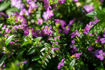 Fototapeta premium Close-up photo of purple cupea flower field