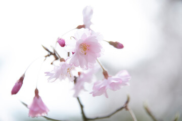 sakura
